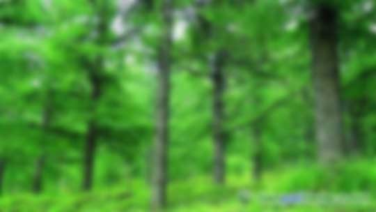 國家林業(yè)局《省級(jí)林業(yè)應(yīng)對(duì)氣候變化2017—2018年工作計(jì)劃》