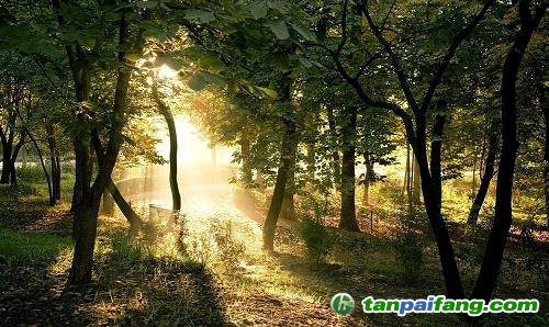 福建林業(yè)碳匯(FFCER)開(kāi)發(fā)及核證簽發(fā)全流程揭秘