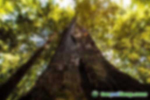 最高獎(jiǎng)勵(lì)2500萬(wàn)元！廣州出臺(tái)實(shí)施意見(jiàn)促進(jìn)綠色金融改革創(chuàng)新發(fā)展