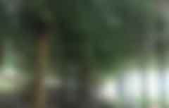 全國(guó)有幾家碳匯公司？項(xiàng)目業(yè)主如何選擇合適的服務(wù)機(jī)構(gòu)？