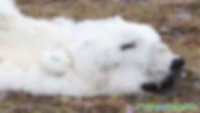 霍金預(yù)言要成真？北極38度高溫，溫室氣體釋放，地球回300萬年前