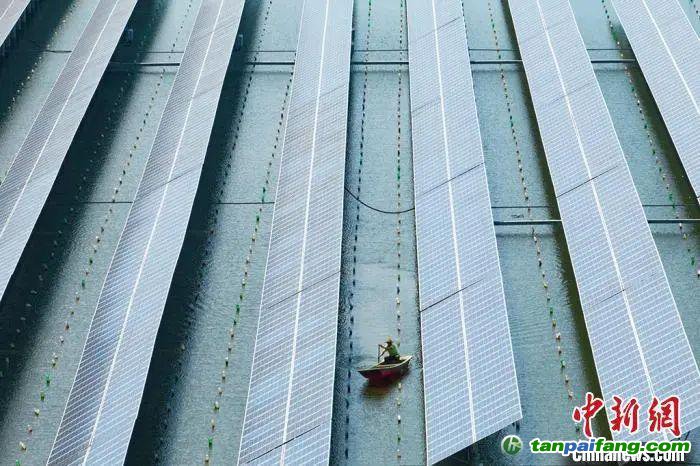 江蘇常州“漁光互補(bǔ)”光伏發(fā)電，實(shí)現(xiàn)經(jīng)濟(jì)效益和生態(tài)效益雙豐收。泱波 攝