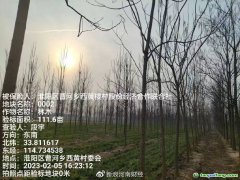 助力碳達標，林木雙保障 全國首單楸樹碳匯指數保險落地河南周口